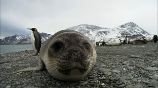 Friendliest seals ever? | Antarctica Ep2