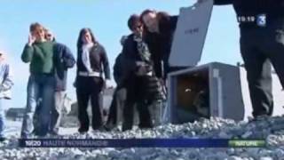 preview picture of video 'phoque gris bebert relaché sur Yport en mars 2010'