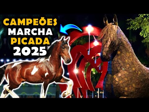 The BEST MANGALARGA MARCHADOR Horses of 2025! 2025 MARCHA PICADA CHAMPIONS 🐴🥇