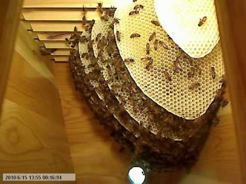 Life inside the beehive part 8 / Livet i bikupan del 8