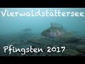 Diving - Vierwaldstättersee Pfingsten - Schweiz 2017 - Europa