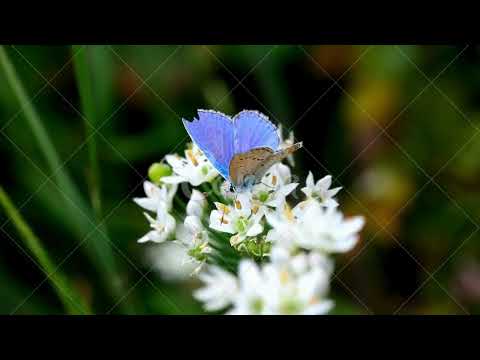 Kostek Krawczyk - Niewinne Motyle [Official Video]