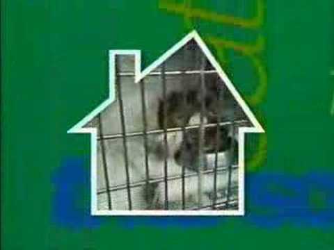 Animal Hospital theme