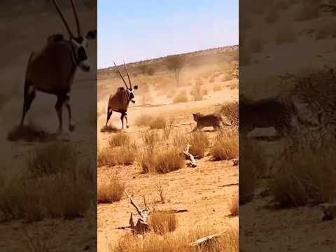 ORYX ANTELOPE VS LEOPARD — The Most Unexpected Wildlife Fight 🦌💥🐆