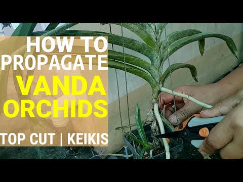 , title : 'EASY VANDA ORCHIDS PROPAGATION TECHINQUE! | TOP CUT PROPAGATION | KEIKI PROPAGATION'