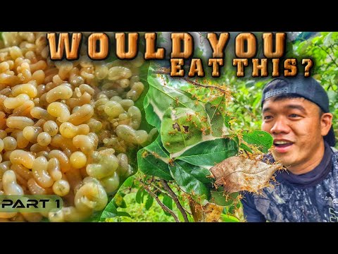 EP876-P1 - Ants Eggs Forage and Cook