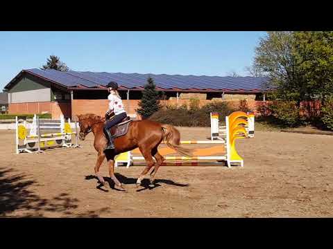 4yo mare by Cadanos *sold to 🇩🇪*