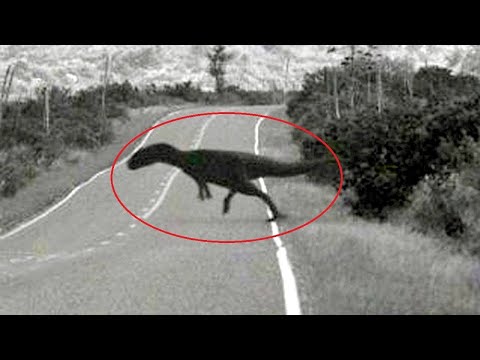 15 Dinosaurs Caught On Camera And Seen In Real Life