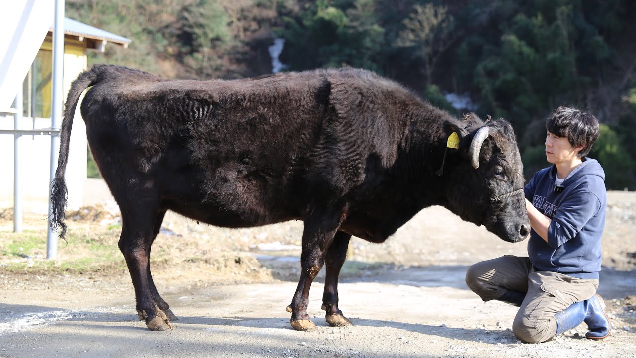 我が家の初代看板牛「たかね」号を出荷しました