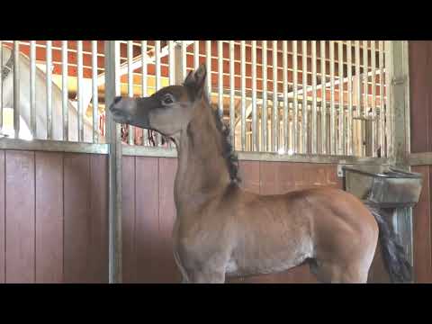 Alexxandro Kossack (Exxalt x A Lady of Kossack by WH Justice)