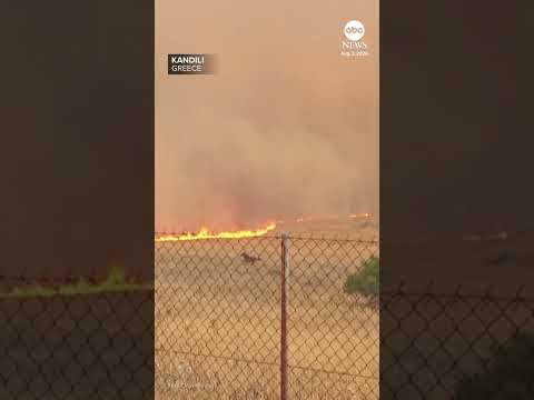 Horses run from a wildfire in Kandili, Greece