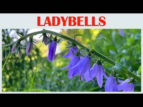 The Blooming Serenade of Ladybells, flower scenery, beautiful flowers