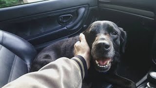 Snoopy's "TPLO" Surgery Day, All went well!