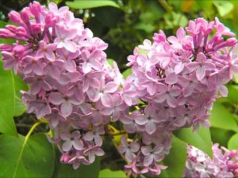 Mirabela Dauer - Veniti, privighetoarea canta ! ( English translation )