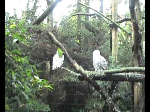 Steef Irwin - Moving Animals in Zoo Parc Overloon - deel 2