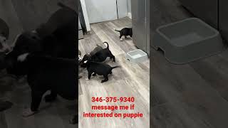 blue nose pitbull mix boxer puppies for sale $400 each. Houston, texas