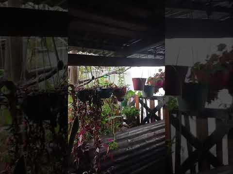 Entrar a mi mundo - Tour de mi jardín | Quilmes, Buenos Aires, Argentina 🌿