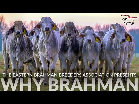 , title : 'WHY BRAHMAN | Bred In America Since 1885'