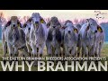 WHY BRAHMAN Bred In America Since 1885