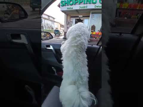 Puntacana 🕺Cosmin dance 🐕 Maxy version