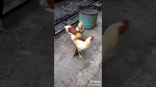 Download lagu Ayam kawin klewatan gila😆😆 mp3