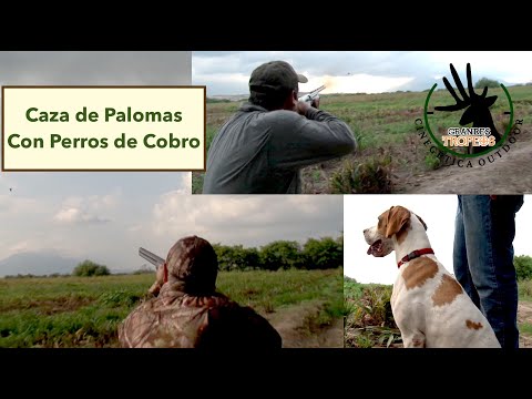 Pigeon Hunting with Retriever Dogs for Big Trophies