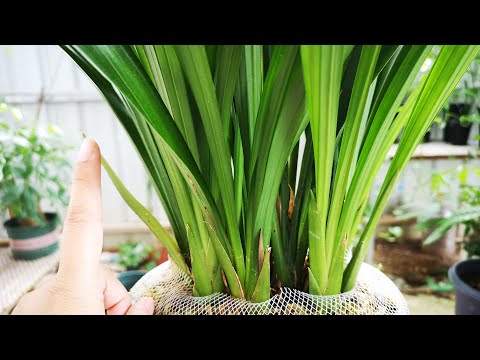 鬼蘭花