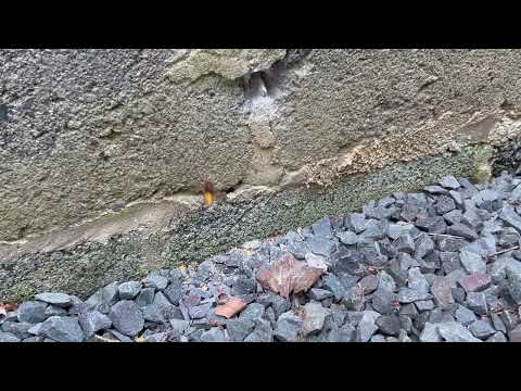 European Hornets Coming from a Crack in the Foundation in Fair Haven, NJ