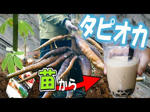 園芸 キャッサバ、タピオカ