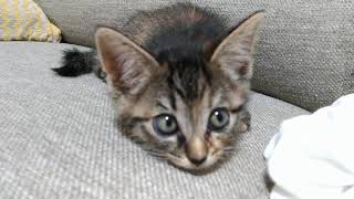 捨て猫拾った
