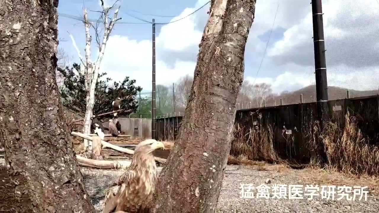 後遺症により終生飼育しているワシたちに想うこと