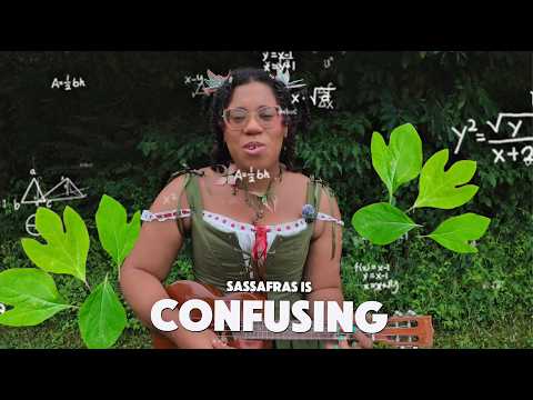 Sassafras - Black Forager