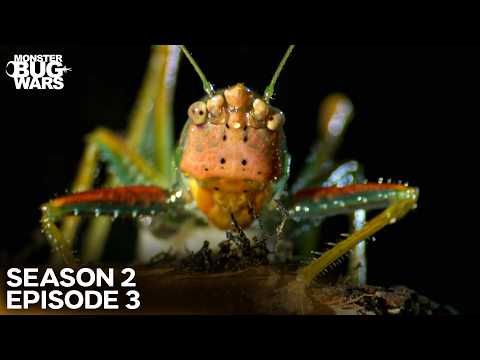 Clash Of The Titans! | Monster Bug Wars Season 2 Episode 3