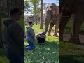 Adorable Elephant Learns To Play The Drums Elephants Shorts