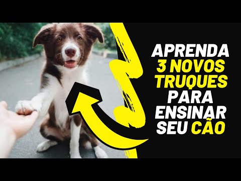 Aprenda 3 Novos TRUQUES para ensinar seu CÃO!