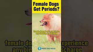 Do Female Dogs Get Periods? #periods #dog #shorts