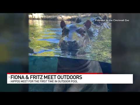 Fiona meets baby brother Fritz face-to-face in Hippo Cove