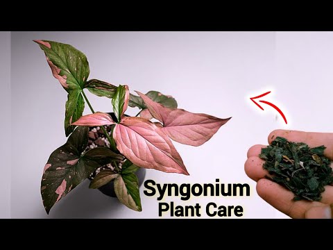 Syngonium Plant Care Tips For Maximum Growth! - @greenica