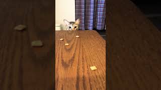 オヤツを食べたい猫/Cats who want to eat snacks