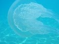 Snorkeling in Greece Nei Pori 2012 meduza-Movie ...