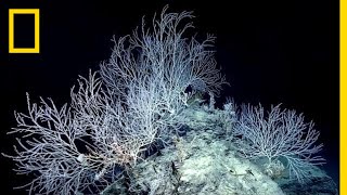 Hidden Forest of Bamboo Coral May Be 1,000 Years Old | National Geographic