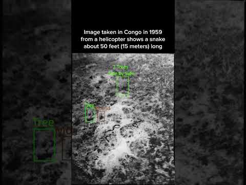 Image taken in Congo in 1959 from a helicopter shows a snake about 50 feet (15 meters) long