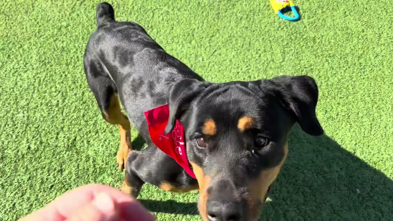 Enlarge Marley, a ADOPTABLE Rottweiler in Long Beach, NY video 6/6