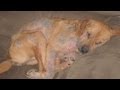 How To Treat Mange In Dogs