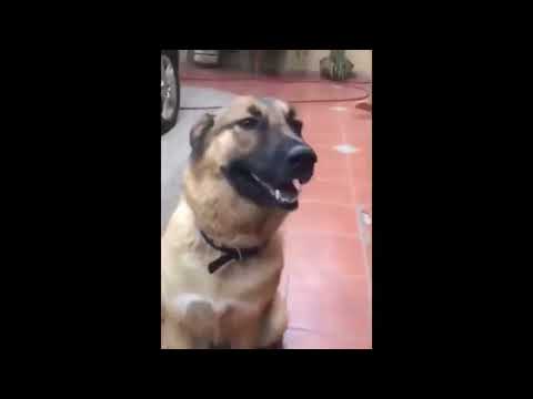 Pascal the dog is here