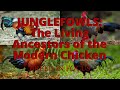 Junglefowls: The Living Ancestors of the Modern Chicken