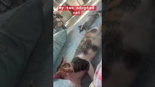 My two cutie adopted cats #catlover #animals #cute #miawmiaw