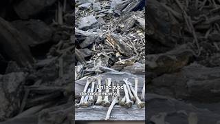On a trouvé de vrais os humains dans ce lac #ossements #lac #squelette #himalaya  #horror