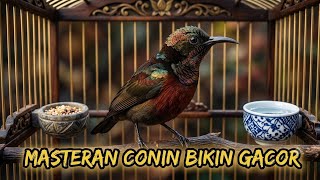 Download lagu MASTERAN KING KONIN GACOR NEMBAK TAJAM FULL ISIAN COCOK BUAT PANCINGAN LANGSUNG NYAUT IKUT GACOR mp3