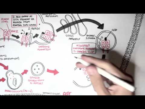 Immunology Overview